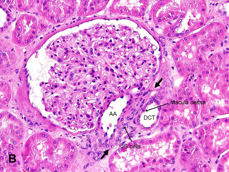 Kidney: Juxtaglomerular Apparatus - American Urological Association