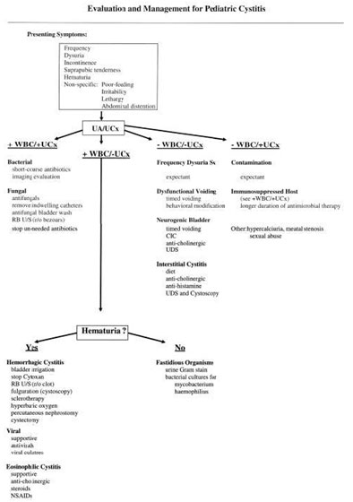 Pathophysiology Of Pyelonephritis In Flow Chart